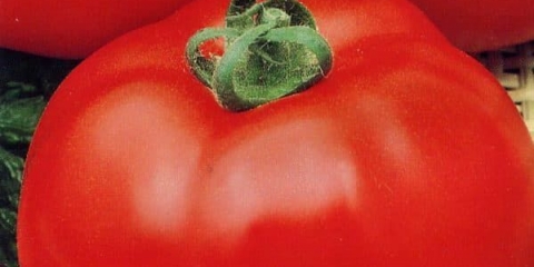 Kako uzgajati paradajz volgograd na svojoj web lokaciji